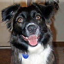 Merca was adopted in February, 2006